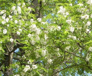 Akaciatræ i fuld blomst